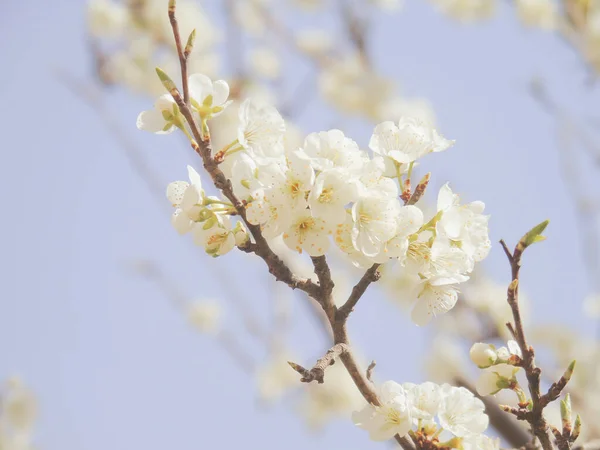 Belles Fleurs Printanières Cerisier Édité Partir Maison Avec Des Struments — Photo
