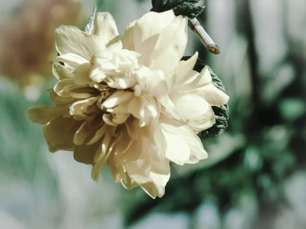 Όμορφα Ανοιξιάτικα Λουλούδια Από Την Κερασιά Επεξεργασμένα Από Σπίτι Βασικούς — Φωτογραφία Αρχείου