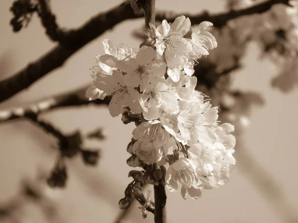 Prachtige Lentebloemen Van Kersenboom Bewerkt Vanuit Huis Met Basisinstrumenten — Stockfoto