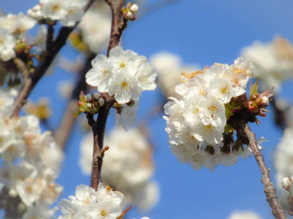 Belles Fleurs Printanières Cerisier Édité Partir Maison Avec Des Struments — Photo
