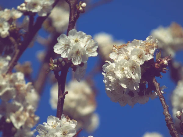 Hermosas Flores Primavera Del Cerezo Editadas Desde Casa Con Instrumentos — Foto de Stock