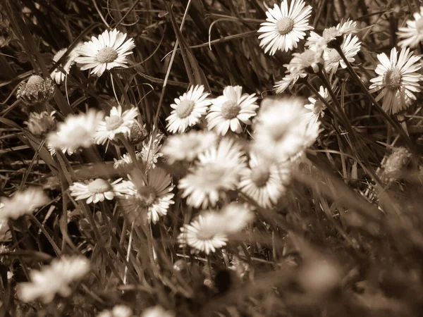 Bellissimi Fiori Primaverili Dal Ciliegio Curati Casa Con Strumenti Base — Foto Stock