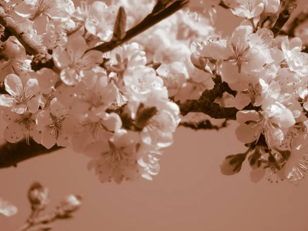 樱桃树上的美丽的春花 从家里编辑成基本的柱状 — 图库照片