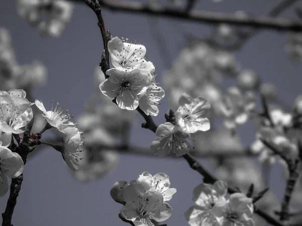 Gyönyörű Tavaszi Virágok Cseresznyefáról Szerkesztett Otthonról Alapvető Szajhákkal — Stock Fotó