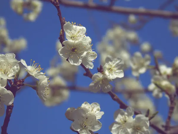 Kiraz Ağacından Güzel Bahar Çiçekleri Evden Düzenlenmiş Temel Ipliklerle — Stok fotoğraf