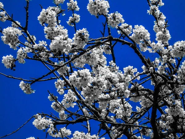 Belles Fleurs Printanières Cerisier Édité Partir Maison Avec Des Struments — Photo