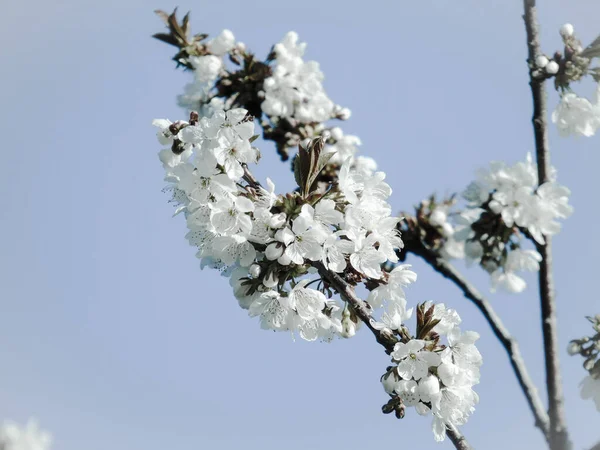 Piękne Wiosenne Kwiaty Wiśni Edytowane Domu Podstawowymi Strumieniami — Zdjęcie stockowe
