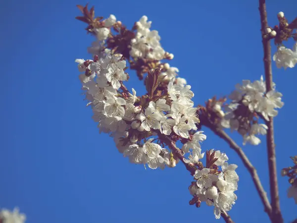 Hermosas Flores Primavera Del Cerezo Editadas Desde Casa Con Instrumentos — Foto de Stock
