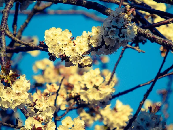 Красивые Весенние Цветы Вишни Отредактированные Дома Основными Инструментами — стоковое фото