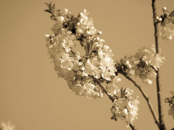 Kiraz Ağacından Güzel Bahar Çiçekleri Evden Düzenlenmiş Temel Ipliklerle — Stok fotoğraf