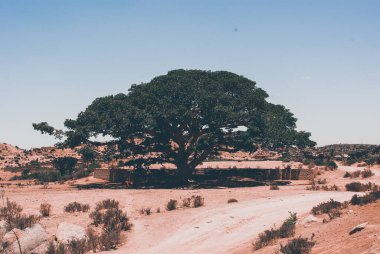 Eritre, Afrika - 08 / 10 / 2019: Asmara ve Massawa yakınlarındaki vilajları gezmek. Ağaçların, dağların ve Eritre 'de iklimi çok sıcak olan bazı eski tipik evlerin inanılmaz bir başlığı..