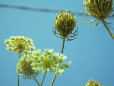 Liguria, İtalya - 05 / 15 / 2020: Köyden bazı çiçeklerin güzel ayrıntılı başlığı. Küçük, gizli bir bahçenin manzarası. Ağaç silueti.