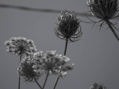 Liguria, İtalya - 05 / 15 / 2020: Köyden bazı çiçeklerin güzel ayrıntılı başlığı. Küçük, gizli bir bahçenin manzarası. Ağaç silueti.