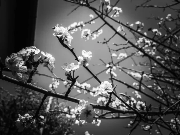 Vackra Vårblommor Från Körsbärsträdet Redigerade Hemifrån Med Grundläggande Strängar — Stockfoto