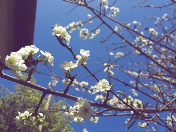 Красивые Весенние Цветы Вишни Отредактированные Дома Основными Инструментами — стоковое фото