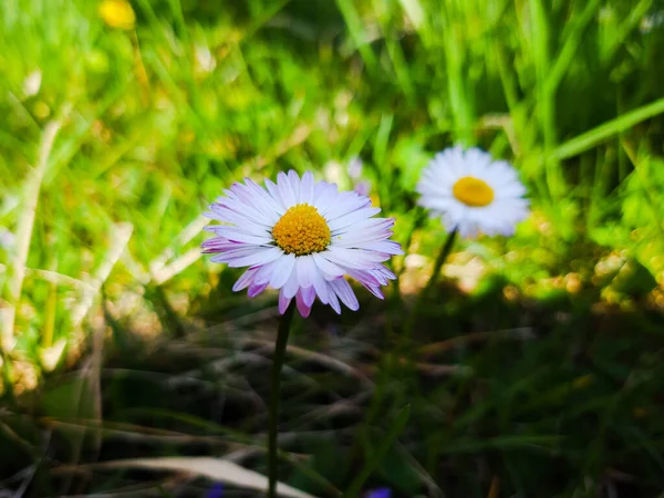 Flori Frumoase Primăvară Din Cireș Editate Acasă Tulpini Bază — Fotografie, imagine de stoc