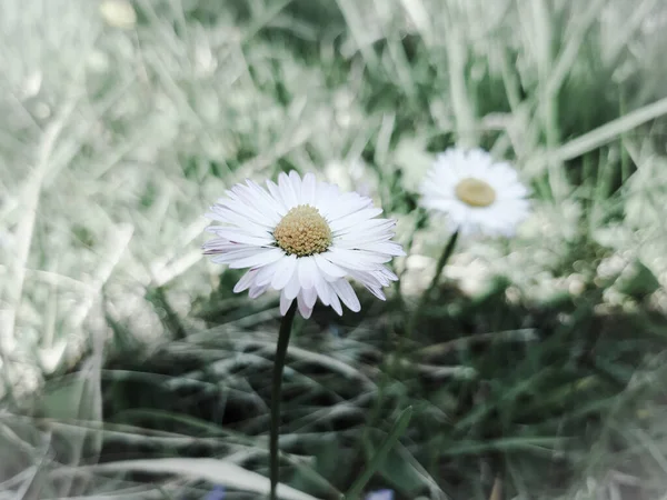 Kiraz Ağacından Güzel Bahar Çiçekleri Evden Düzenlenmiş Temel Ipliklerle — Stok fotoğraf