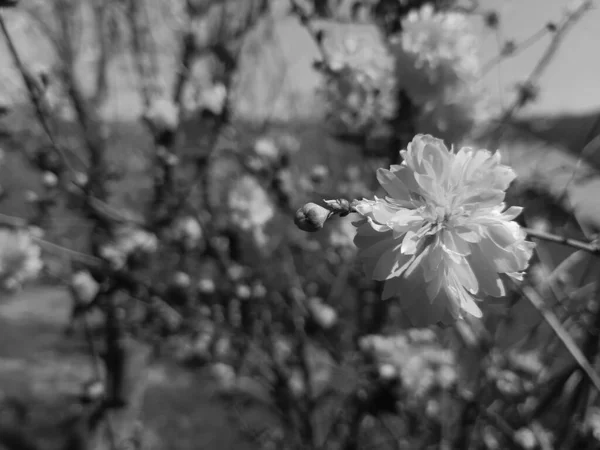 Prachtige Lentebloemen Van Kersenboom Bewerkt Vanuit Huis Met Basisinstrumenten — Stockfoto