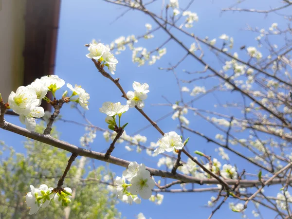 Krásné Jarní Květiny Třešňovníku Upraveny Domova Základními Strupy — Stock fotografie