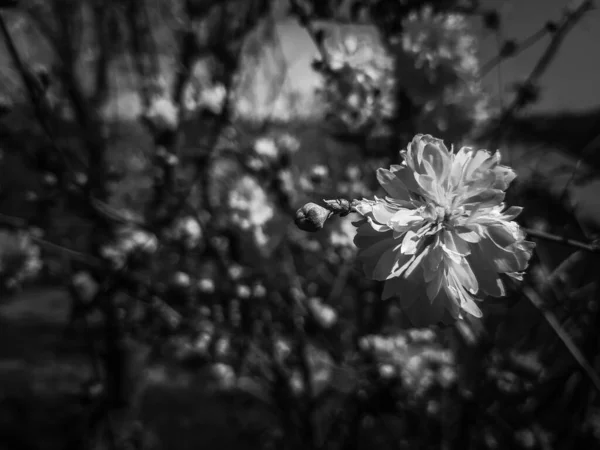 Prachtige Lentebloemen Van Kersenboom Bewerkt Vanuit Huis Met Basisinstrumenten — Stockfoto