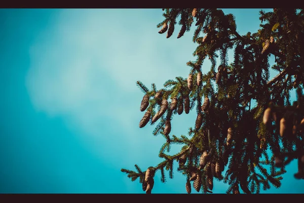 pine corns on a tree