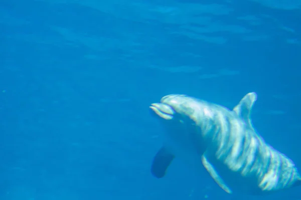 Delfin Djupet — Stockfoto