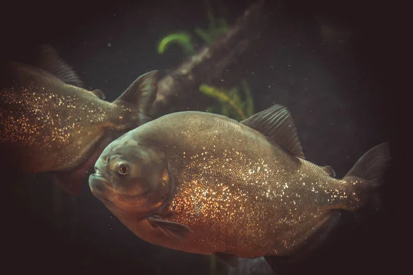 Uma Piranha Faminta Aquário — Fotografia de Stock