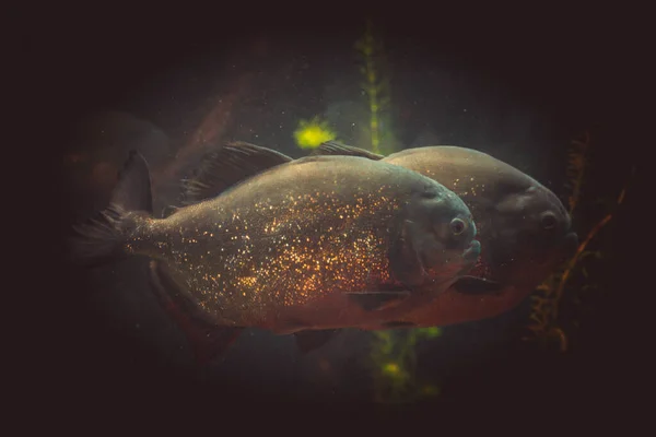 Hungry Piranha Aquarium — Stock Photo, Image