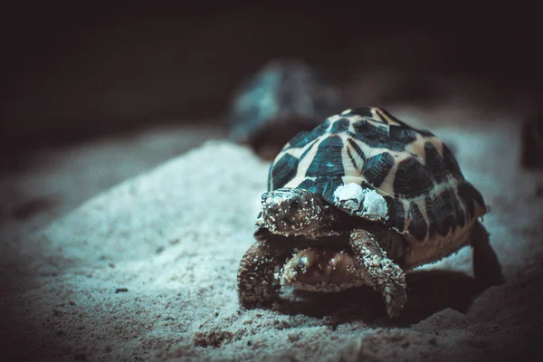 Turtle Watching — Stock Photo, Image