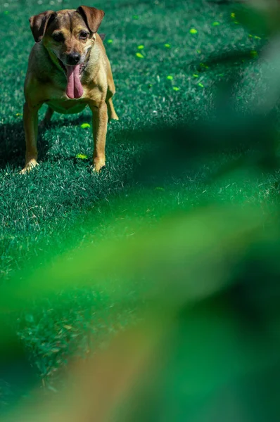 Ein Wunderschönes Hundeporträt — Stockfoto