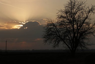 Gün batımı, bulutlu dramatik gökyüzü, yalnız sonbahar ağacı