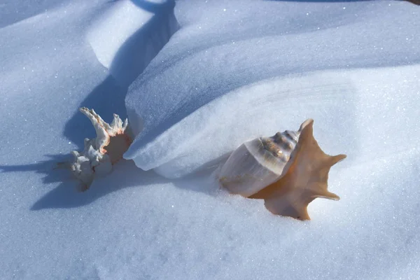 Tropical sea shell covered with snow. The concept of global climate change.