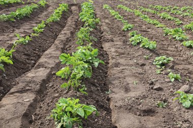 Patates yetiştiriyorum. Tepeden önce ve sonra patates yatakları..