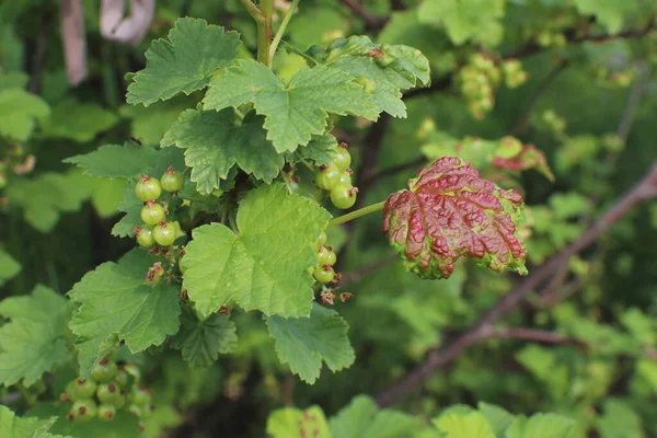 Plant diseases. Black currant disease. Anthracnose on the leaves. The bush infected a fungal.