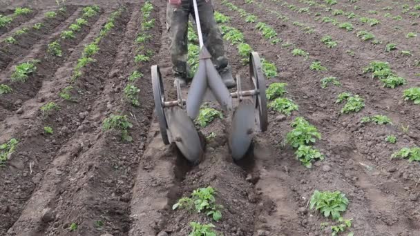 土豆在生长 用手工工具填满土豆床 — 图库视频影像