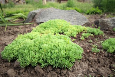  Çiçek tarlasında yetişen beyaz taş yaprakları. Sedum albümü. Saha örtüsü bitkileri.