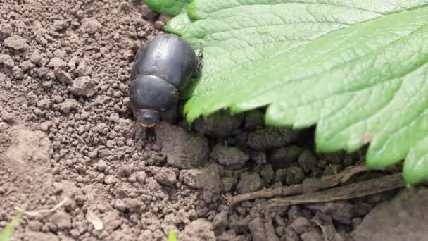 Escarabajo Hembra Lethrus Apterus Insectos Nocivos Plagas Agrícolas — Vídeos de Stock