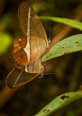 Akasalamento Borboleta parkı das neblinas