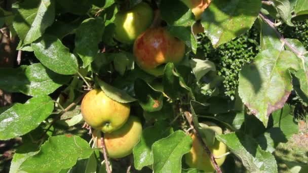 Яблоки на дереве — стоковое видео