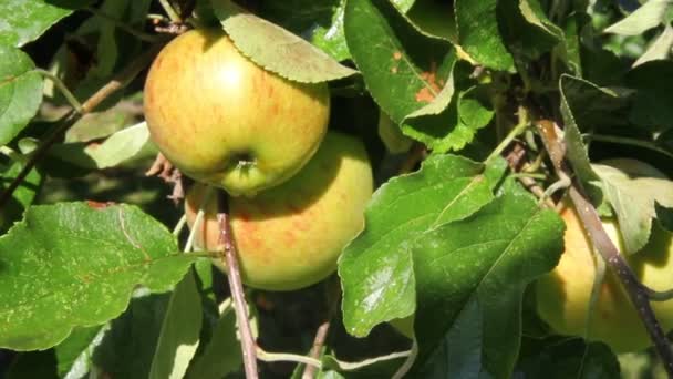 Appels op een boom — Stockvideo