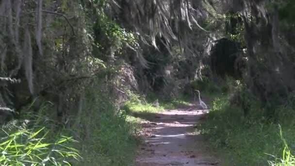 Wandelpad in een natuurpark — Stockvideo