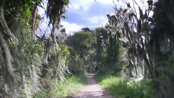 Caminhadas caminho em uma natureza preservar — Vídeo de Stock