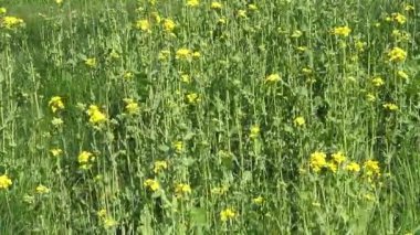 Kolza tohumu alanıyla