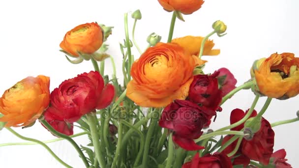 Ranunculus blombukett — Stockvideo