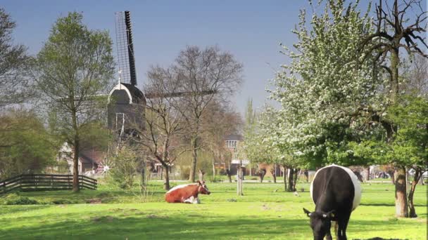 Vaches broutant dans une prairie avec moulin à vent — Video