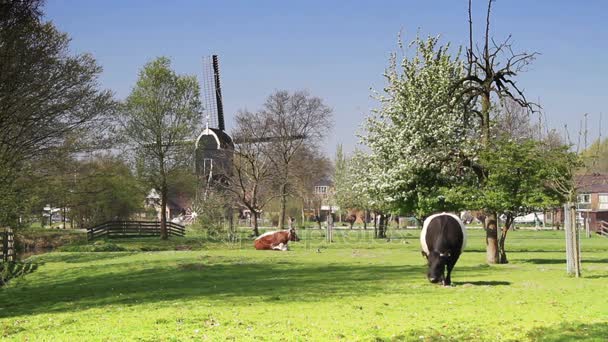 Koeien grazen in een weide met windmolen — Stockvideo