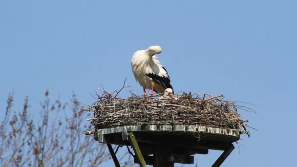 Cigogne et jeunes au nid — Video