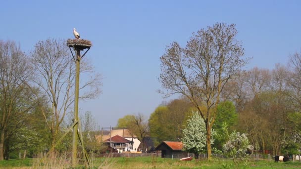 Stork på boet — Stockvideo