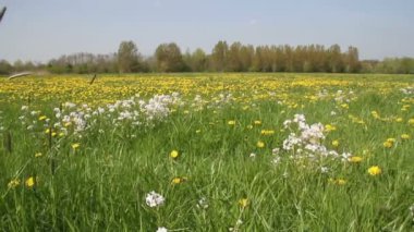 Dandelions Hollanda alan