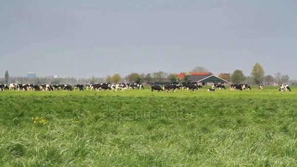 Krowy na pastwisku holenderski — Wideo stockowe